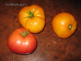 Фаршированные помидоры с мясным фаршем